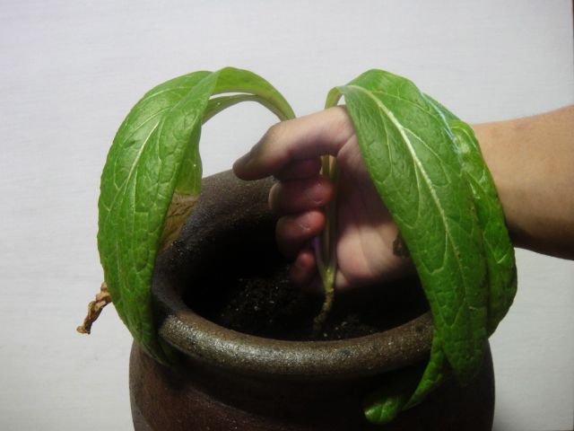 DSC00167.jpg