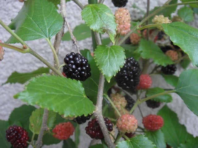 DSC00194.jpg