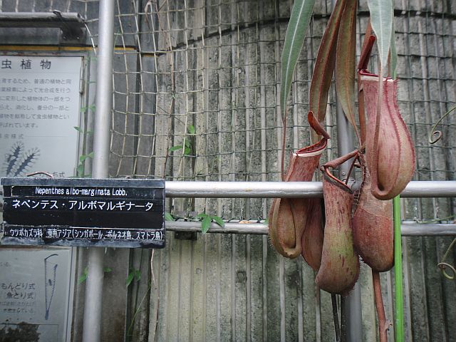 ckata00577.JPG