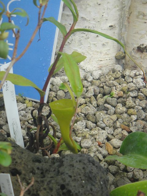 ckata00591.JPG