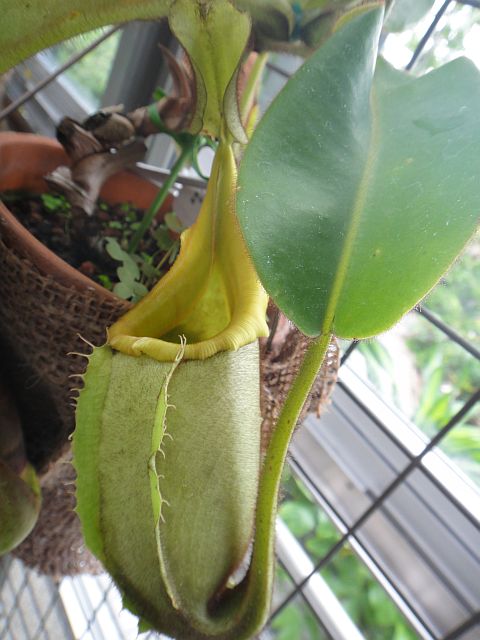 ckata00593.JPG